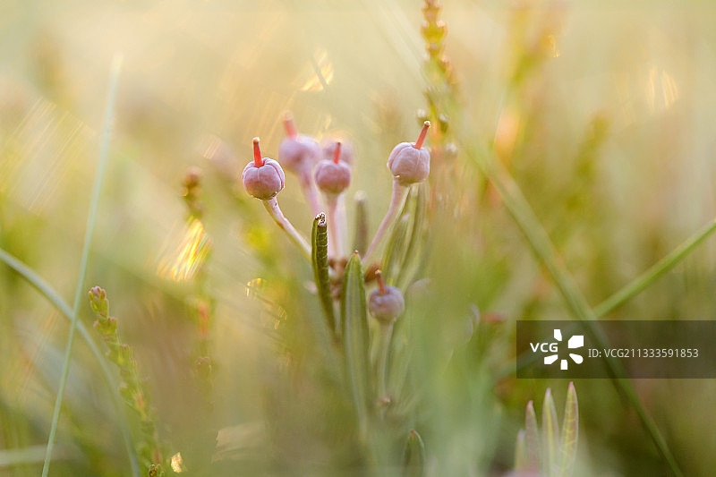 仙女座矮灌木浆果，位于法国阿尔萨斯图片素材