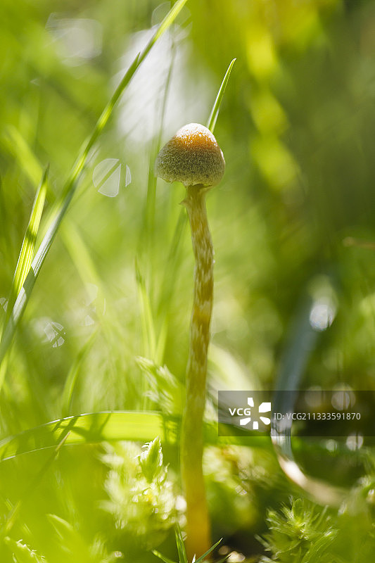 沼泽网盖菌图片素材