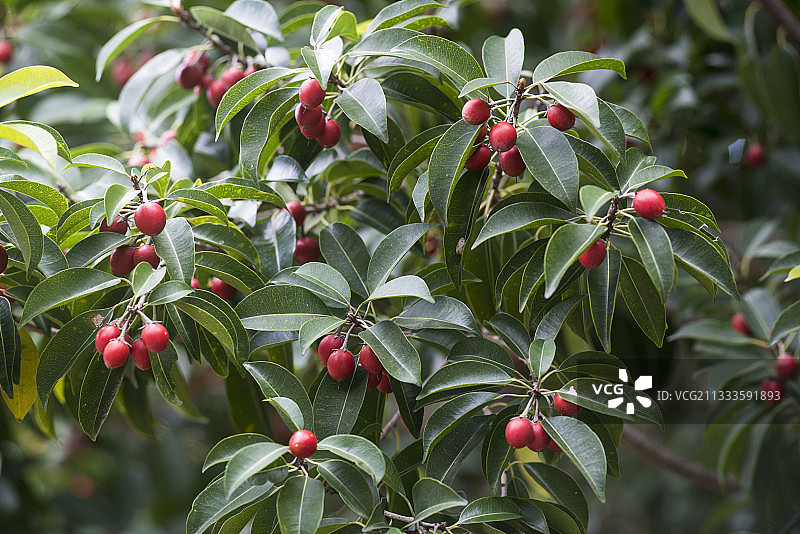 干燥森林中树上的红厚壳果实(Mimusops elengi)，新喀里多尼亚图片素材