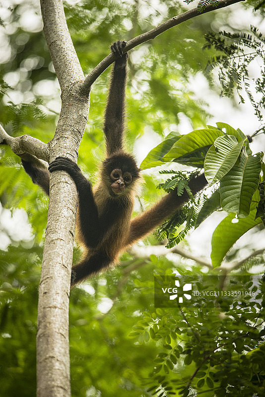 树上的年轻黑手蜘蛛猴图片素材