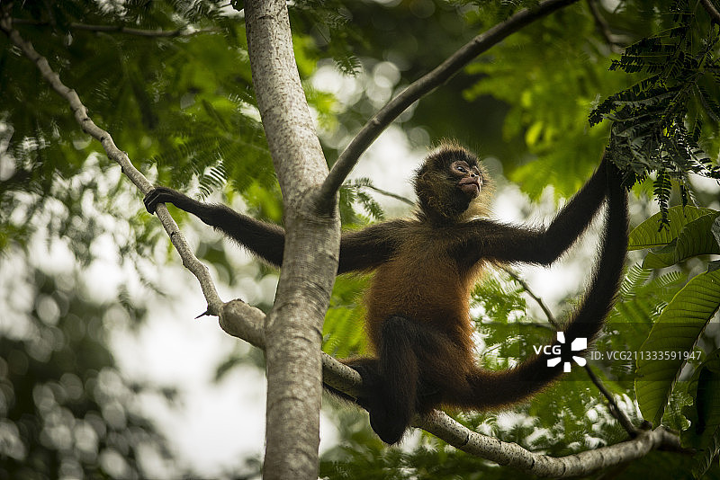 哥斯达黎加奥萨半岛树上的幼年黑手蜘蛛猴图片素材