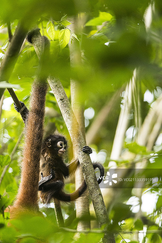 黑掌蜘蛛猴幼崽，奥萨半岛，哥斯达黎加图片素材