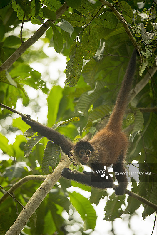 树上的年轻黑手蜘蛛猴图片素材