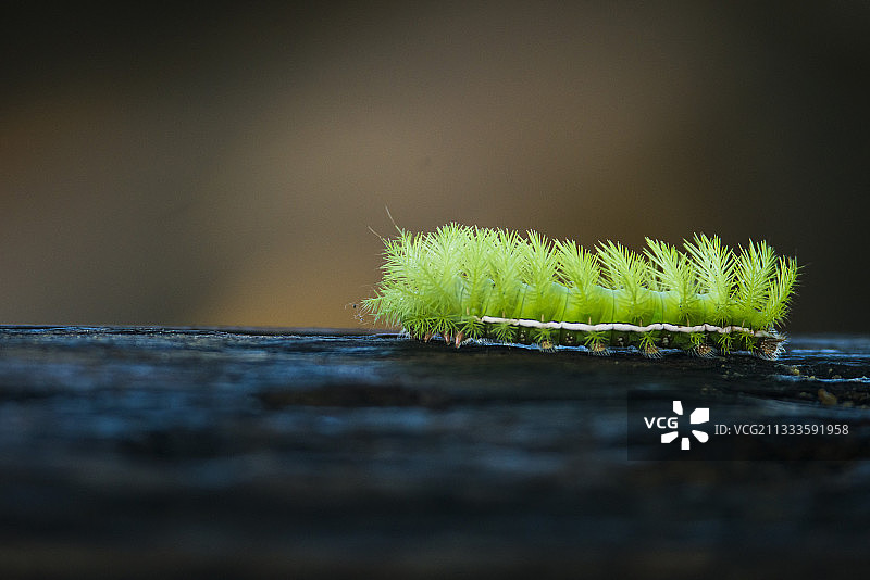 哥斯达黎加 Automeris sp. 尺蠖图片素材