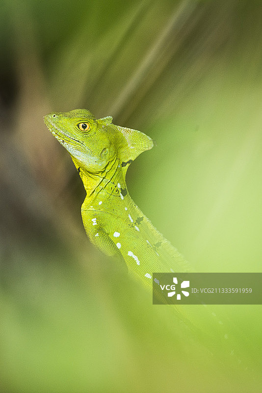 卡威塔国家公园的绿色蜥蜴图片素材