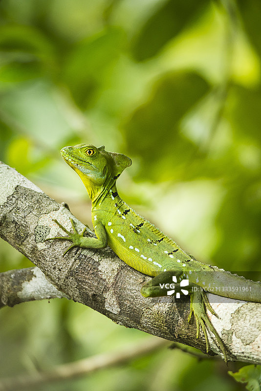 绿鬣蜥，位于哥斯达黎加卡威塔国家公园图片素材