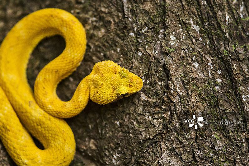 卡威塔国家公园哥斯达黎加树干上的睫毛蝮蛇（学名：Bothriechis schlegelii）图片素材
