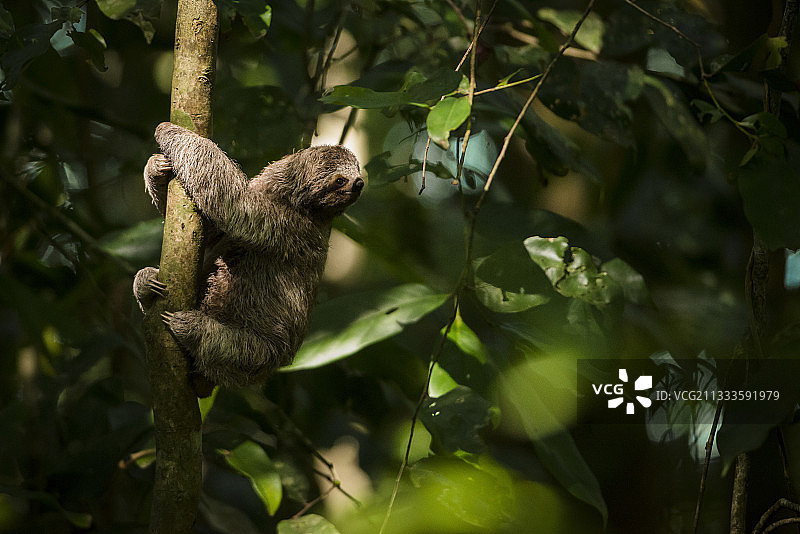 树上的棕喉树懒幼崽，位于哥斯达黎加曼努埃尔·安东尼奥国家公园图片素材
