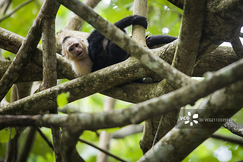 在哥斯达黎加卡威塔国家公园树枝上玩耍的白头卷尾猴图片素材