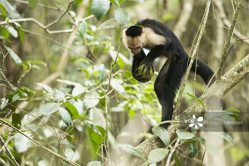 白面卷尾猴在树枝上敲击水果以打开它，哥斯达黎加卡威塔国家公园图片素材