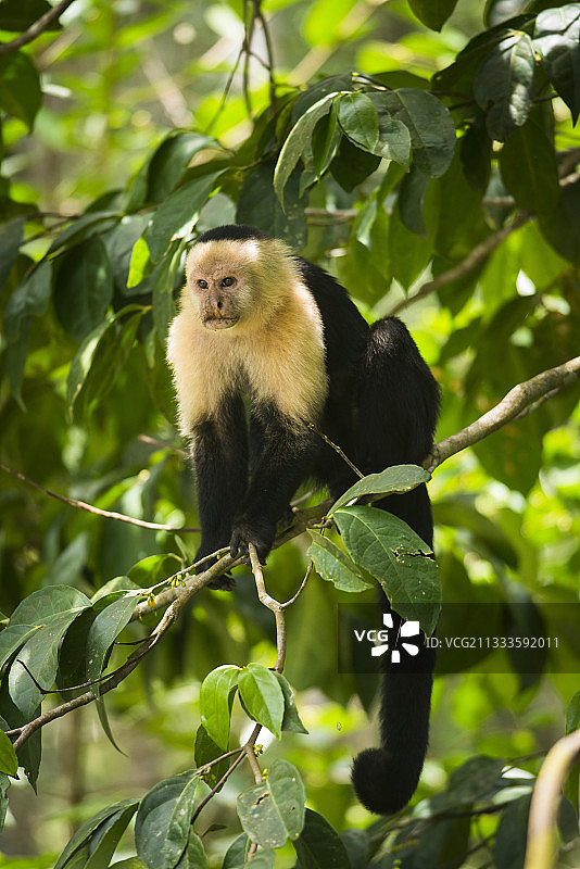在哥斯达黎加卡威塔国家公园树枝上的白面卷尾猴图片素材