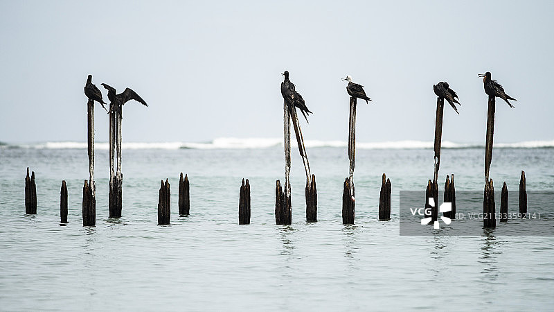 站在海边杆子上的丽色军舰鸟，卡乌伊塔国家公园，哥斯达黎加图片素材