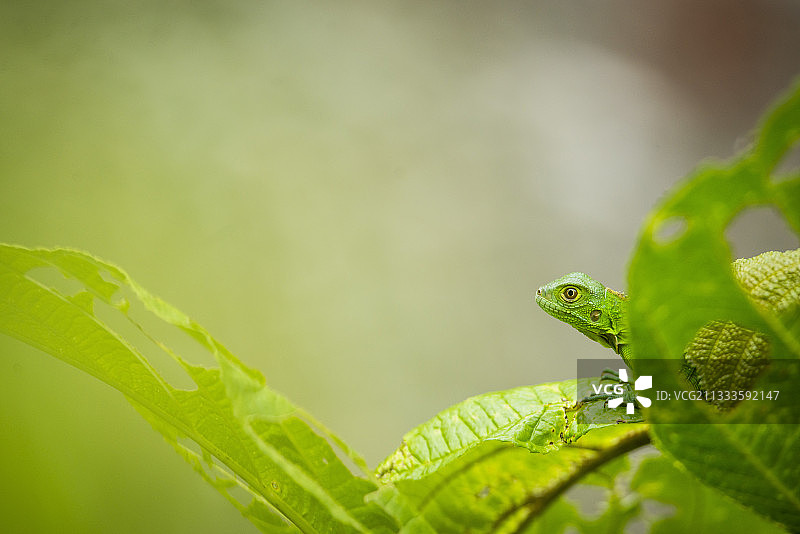 隐藏在绿叶中的绿色幼鬣蜥，哥斯达黎加国家公园图片素材