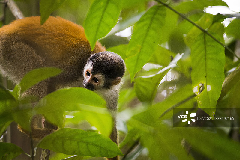 中美洲松鼠猴，哥斯达黎加曼努埃尔·安东尼奥国家公园图片素材