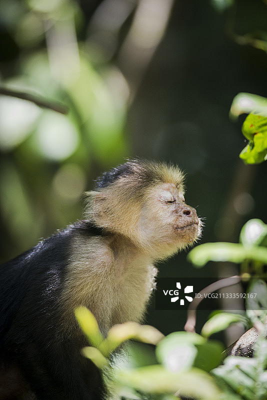 哥斯达黎加卡威塔国家公园嗅着空气、闭着眼睛的白面卷尾猴图片素材