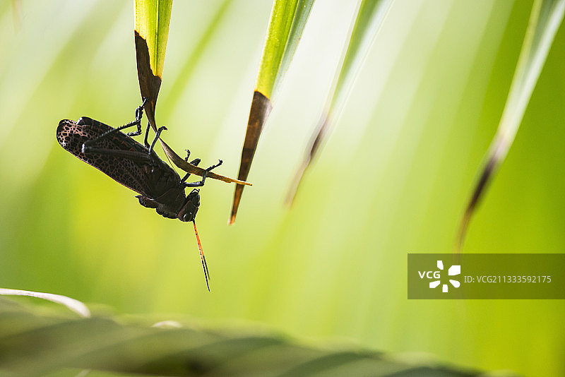 紫色大蝗（网纹粗腿蝗），哥斯达黎加卡威塔国家公园图片素材