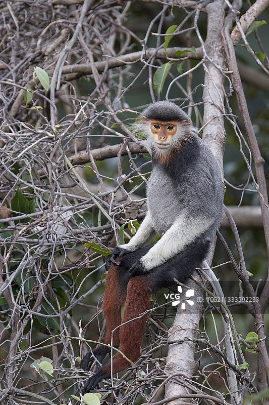 红腿白臀叶猴亚成年雄性，越南图片素材