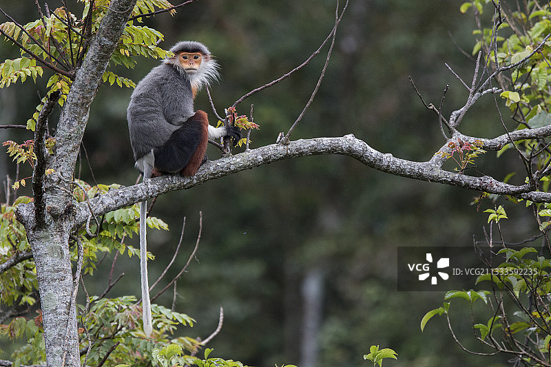 红腿白臀叶猴，成年雌性，越南图片素材