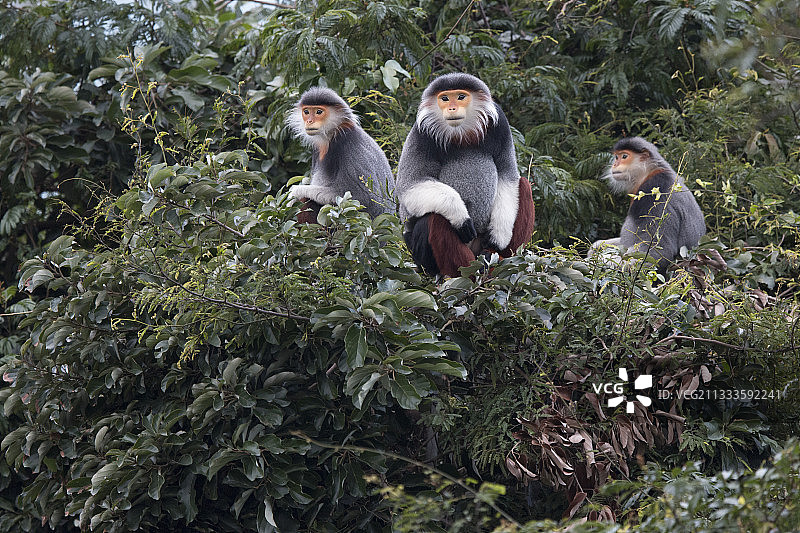 红腿白臀叶猴成年雄性和雌性，越南图片素材