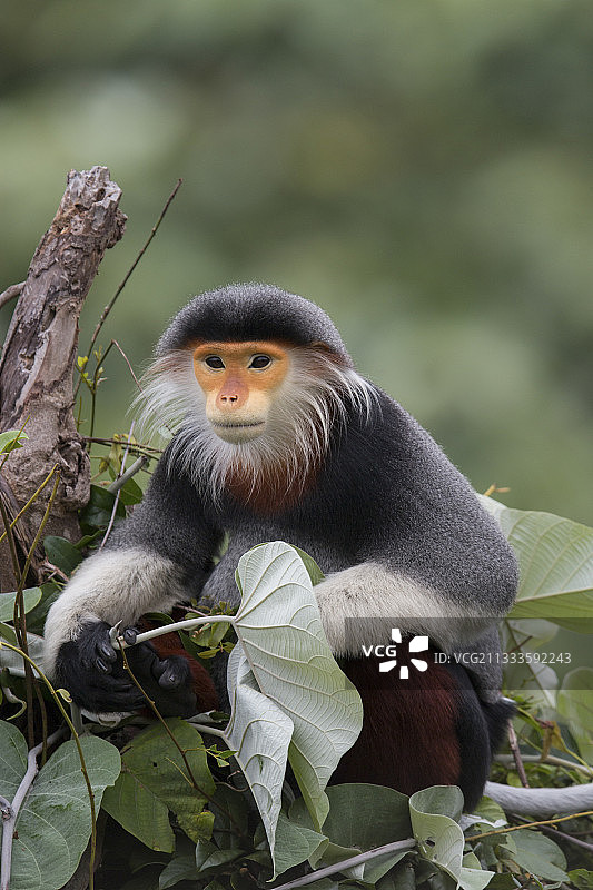 红腿白臀叶猴成年雄性，越南图片素材