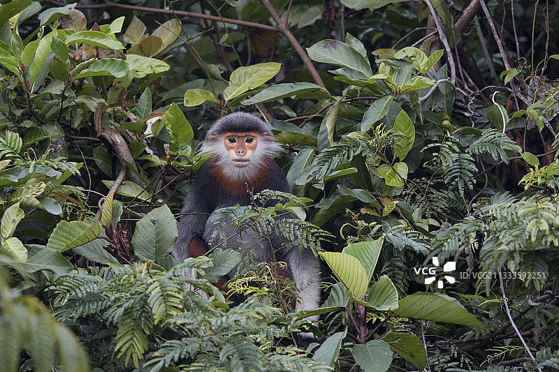 越南红腿白臀叶猴（Pygathrix nemaeus）图片素材