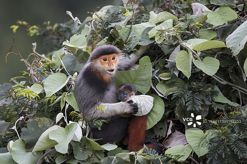 越南，红腿白臀叶猴母猴和新生幼崽图片素材