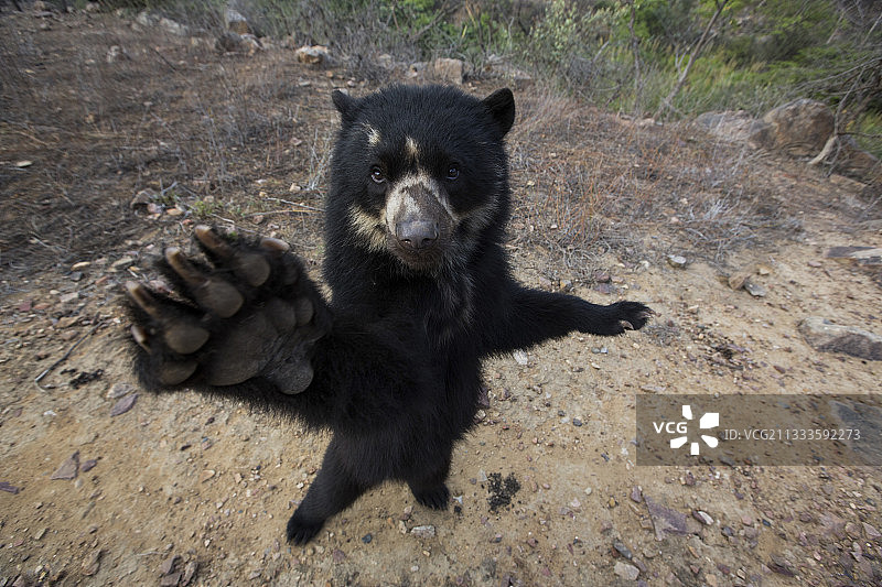 眼镜熊（Tremarctos ornatus），秘鲁安第斯山麓查帕里保护区图片素材