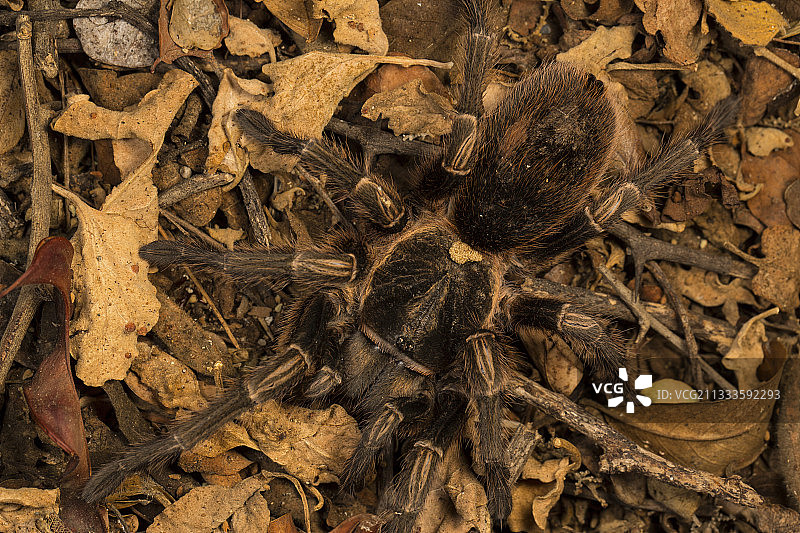 查帕里自然保护区狼蛛，秘鲁安第斯山麓图片素材