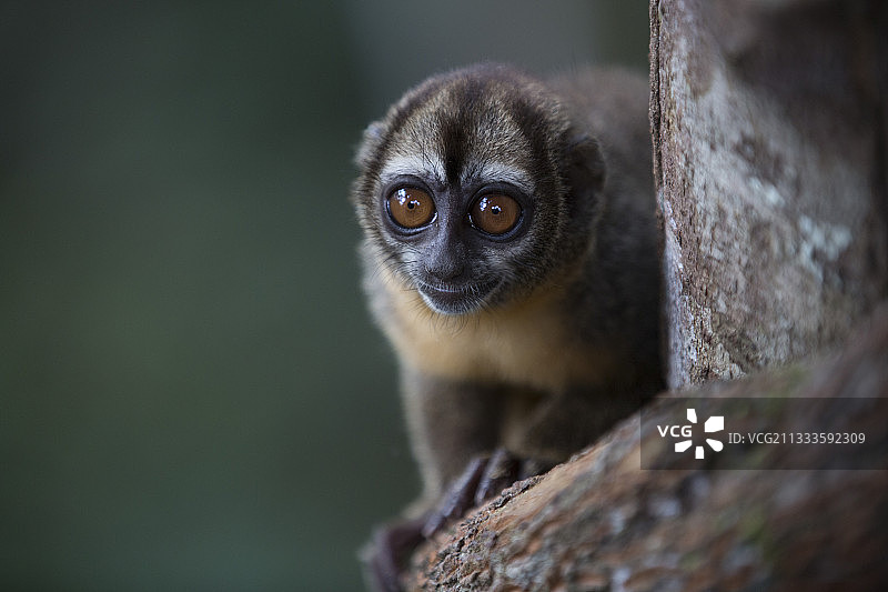 秘鲁亚马孙流域的斯皮克斯夜猴图片素材
