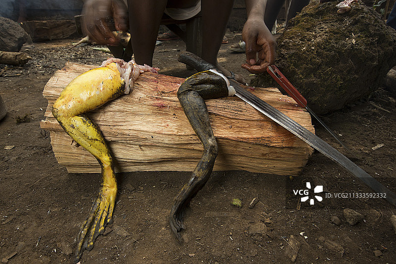 歌利亚蛙，喀麦隆丛林肉图片素材