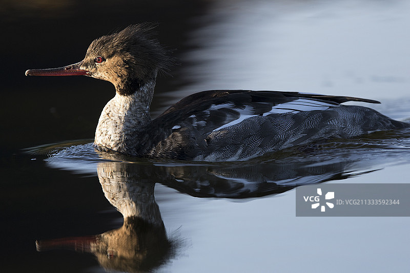 雄性红胸秋沙鸭，挪威图片素材