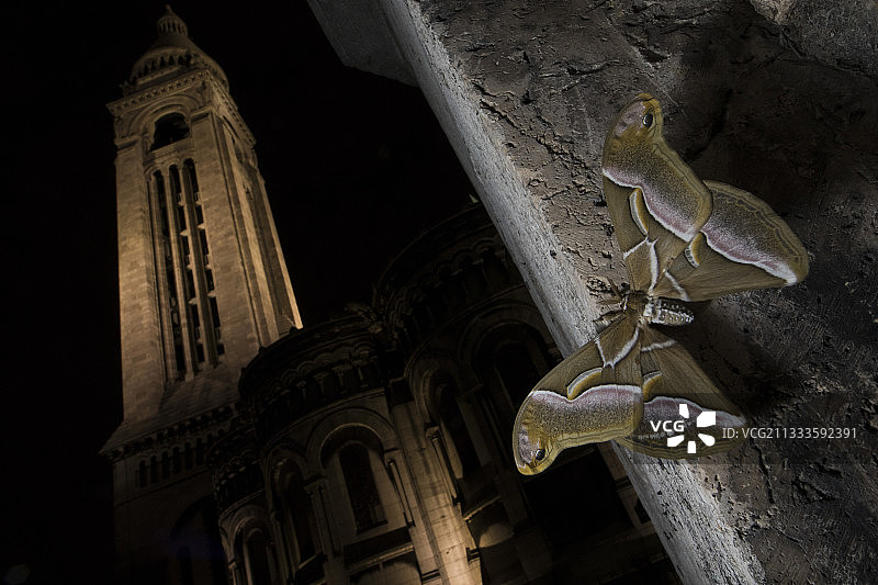 巴黎圣心大教堂的臭椿蚕蛾图片素材