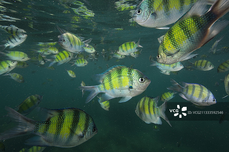 孟加拉豆娘鱼，泰国皮皮岛图片素材