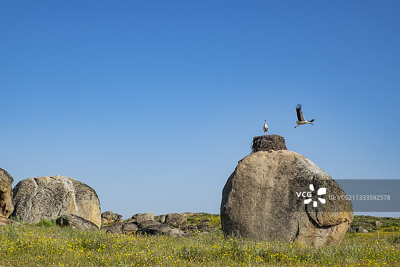 西班牙埃斯特雷马杜拉Los Barruecos的白色鹳巢花岗岩地貌图片素材