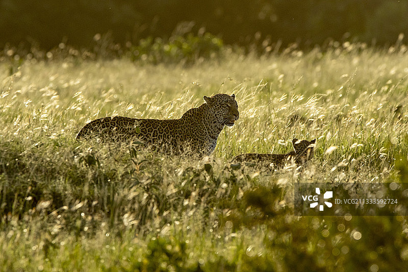 日落时分，雌性豹（金钱豹）和她4个月大的幼崽，位于肯尼亚马赛马拉国家保护区。图片素材