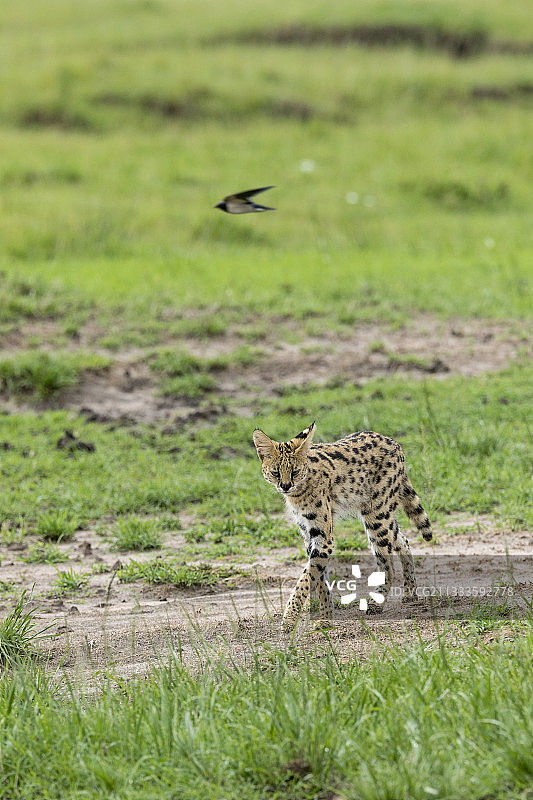 肯尼亚马赛马拉国家保护区内正在捕猎的薮猫图片素材