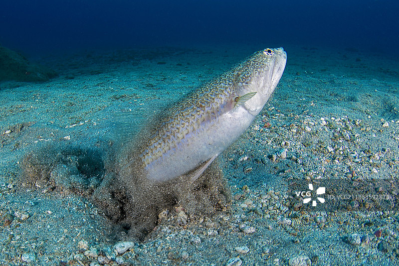 加那利群岛大西洋蜥鱼图片素材