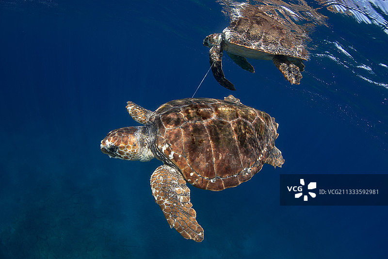 被尼龙缠绕的红海龟：人类海洋活动的影响图片素材
