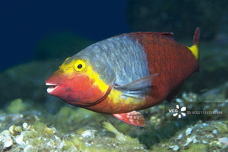 加那利群岛的克里特鹦嘴鱼图片素材