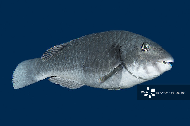 加那利群岛的地中海鹦嘴鱼图片素材