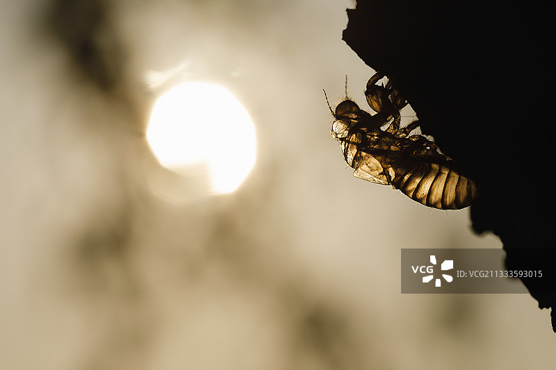 普通蝉（Lyristes plebejus）的蜕皮，法国普罗旺斯阿尔勒图片素材