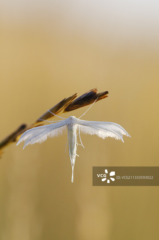 白羽蛾，法国普罗旺斯阿尔勒图片素材