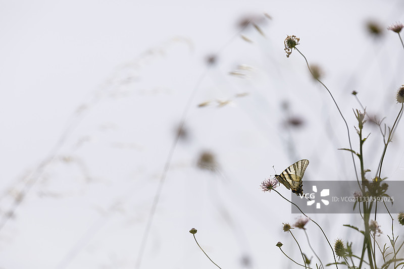 麝香蓟上的燕尾蝶，阿尔勒，普罗旺斯法国图片素材
