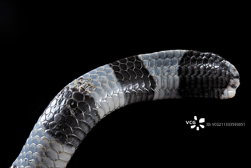 极度危险的海蛇，印度尼西亚北苏拉威西岛图片素材