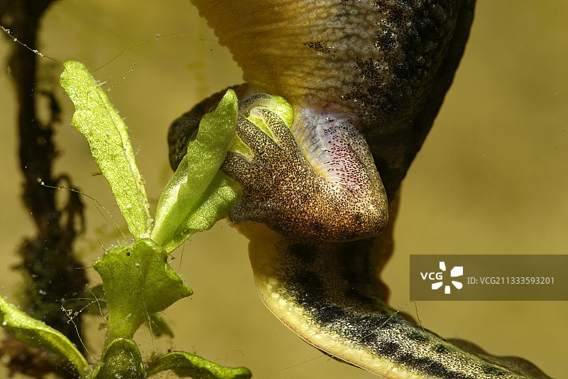 法国卢瓦-谢尔省，掌状蝾螈在池塘水生植物中产卵图片素材