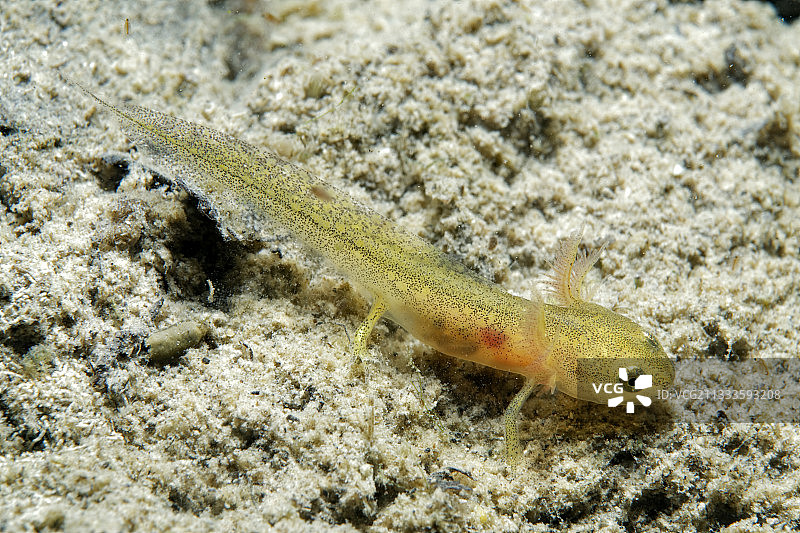 池塘中的掌趾蝾螈幼虫（法国卢瓦尔-谢尔省）图片素材