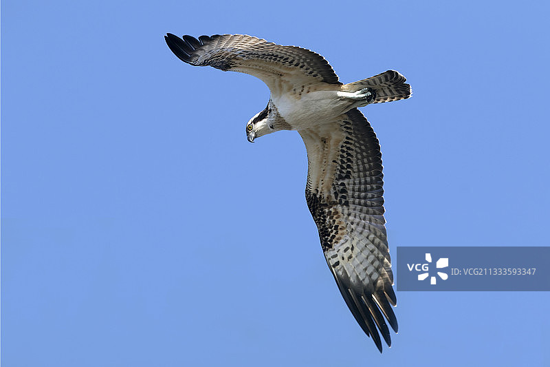 飞过池塘的，法国洛林图片素材