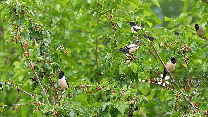 迁徙期间在桑葚树上的粉红椋鸟（粉红椋鸟），希腊克基尼图片素材