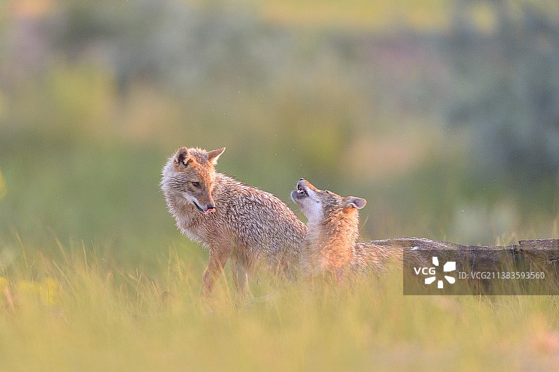 欧洲胡狼，多瑙河三角洲，罗马尼亚图片素材