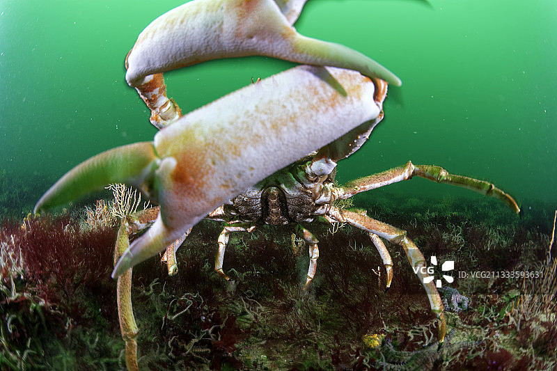 欧洲蜘蛛蟹（Maja squinado）- 法国奥莱龙岛外20米深海图片素材